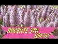 ПОСЕЙТЕ эти ЦВЕТЫ,они порадуют НЕОБЫЧНЫМ ЦВЕТЕНИЕМ!