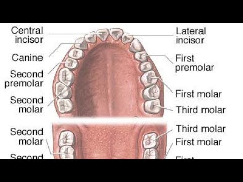 تشريح الاسنان مقدمة Introduction to dental anatomy