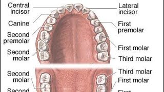 تشريح الاسنان مقدمة Introduction to dental anatomy