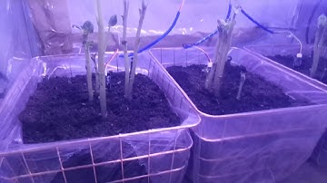 Growing potatoes with automation using GrowLab, Arduino client, Raspberry Pi server service