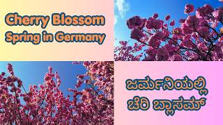 Spring Looks in Germany | Cherry Blossom Experience | ಜರ್ಮನಿಯಲ್ಲಿ ಚೆರಿ ಬ್ಲಾಸಮ್ ಅನುಭವ ಹೇಗಿರುತ್ತದೆ