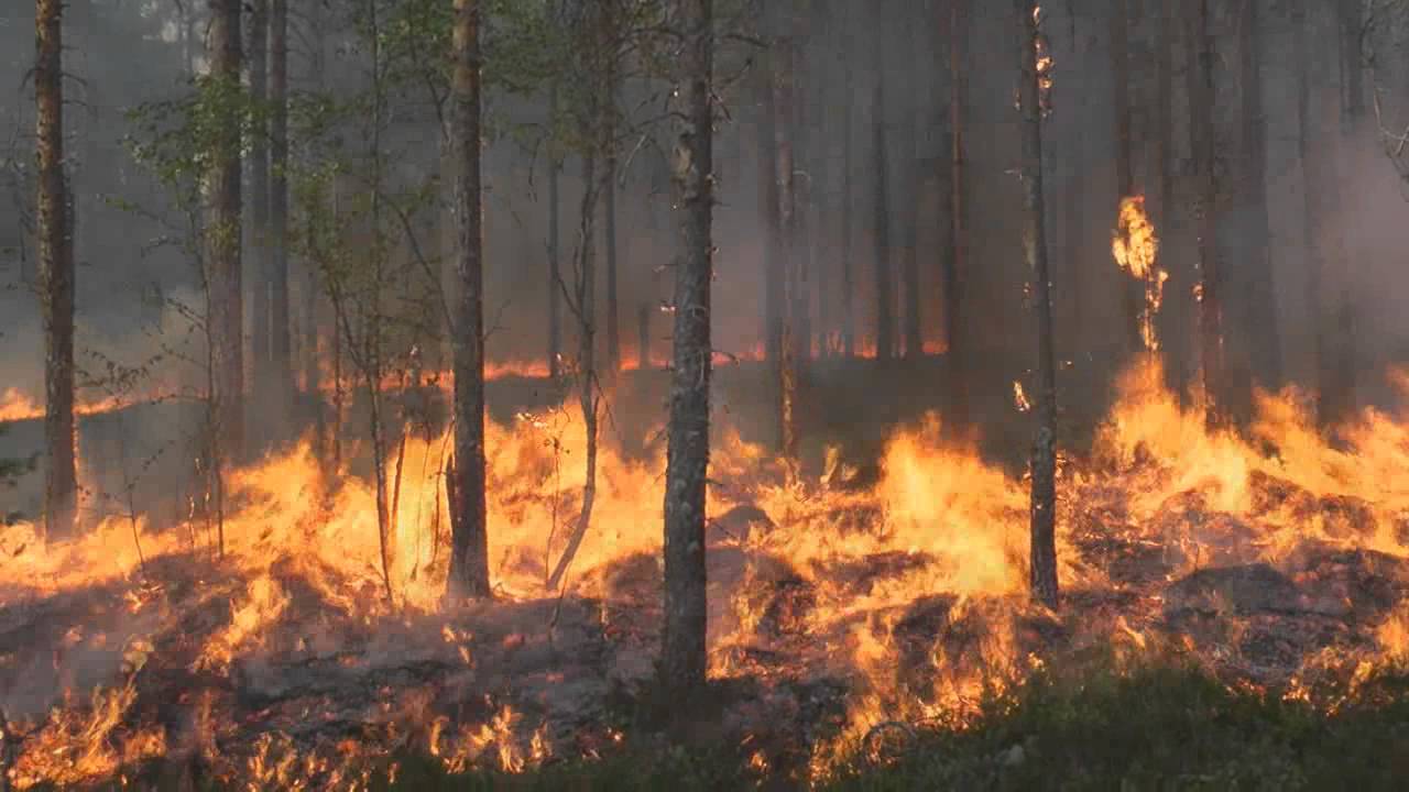 Koitajoen ennallistamispoltto 2013, kuvaaja Heikki Räsänen/Metsähallitus