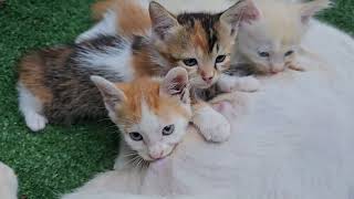 Cat Feeding Kittens || Beautiful Kittens || Cat and her kittens in the Garden