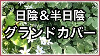 《日陰の庭のグランドカバープランツ》雑草対策！シェードガーデンに使えるおすすめグランドカバー