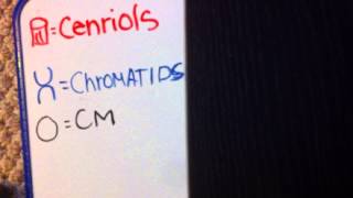 Science project mitosis and interphase