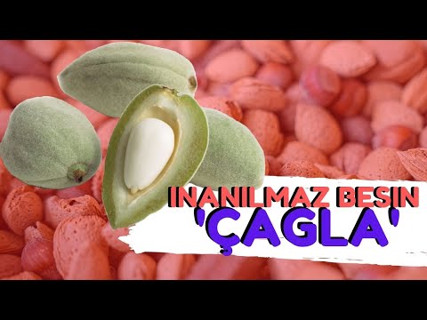 Çağlanın İçindeki Vitaminler | Yeşil Çağlanın Faydaları Nelerdir?