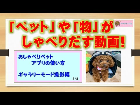 撮影した写真から作成する方法【ギャラリー編】ペットや物がしゃべりだすiPhoneアプリおしゃべりペットが面白い！【完全保存版】【トイプードルのサラ】
