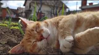 Life Of A Cat