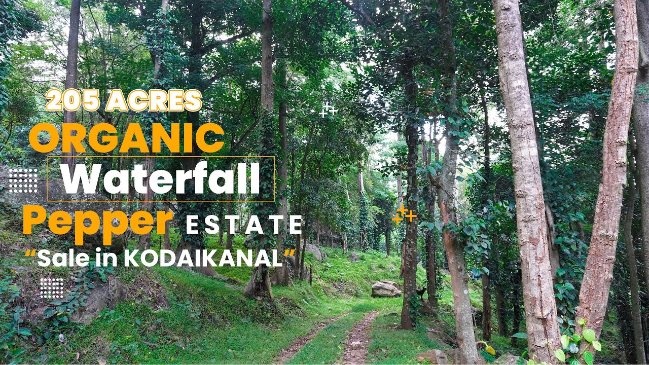 Organic pepper waterfall estate sale in kodaikanal hill | 205 Acres