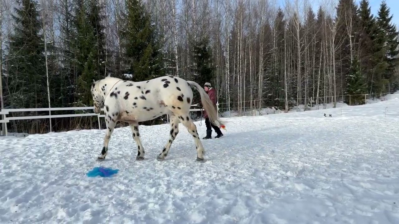 Thinking Horse in Liberty Dressage: Collection, Rhythm Cue & Play (Snow on Hooves) | Zhora