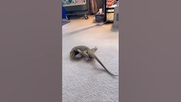 My bearded dragon, Percy, does this every day 🥲🧦 #beardeddragon #reptile #shorts