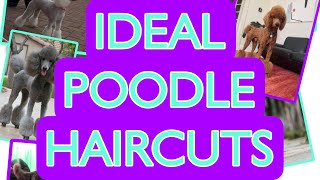 Ideal Poodle Haircuts