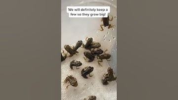 #shorts been waiting for this day for 121 days! Most of the frogs aren