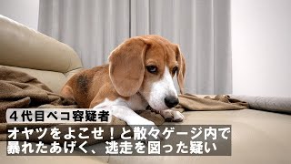 【逃走力】なぜか無駄な方向にばかり賢いビーグル犬