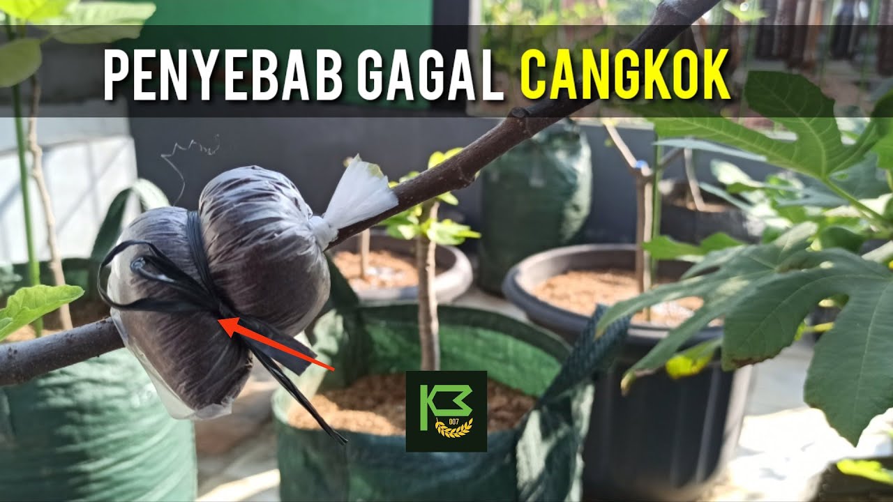 Penyebab Gagal Cangkok, Akar Tidak Tumbuh dan Cara Mengatasinya ✅