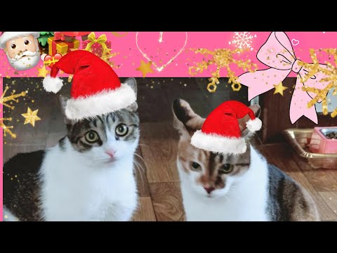 메리 크리스마스 🧑‍🎄🎄@Merry Christmas 🎄🧑‍🎄#cat #치치코코스토리 #고양이채널 #고양이 #웃긴영상