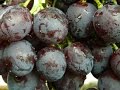 Виноград Рошфор (Grapes Roshfor)» 2015