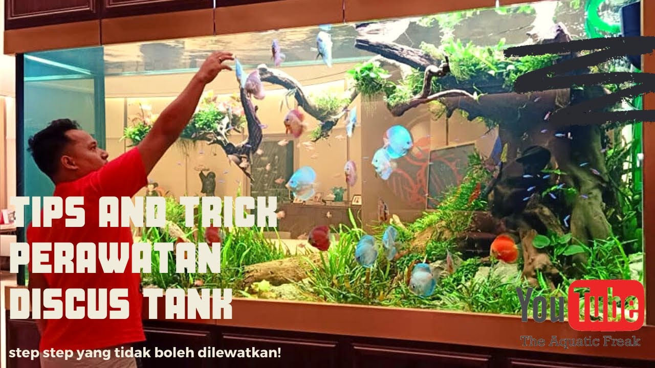 CARA PERAWATAN BERKALA MONSTER DISCUS FISH TANK !! berikut tips dan