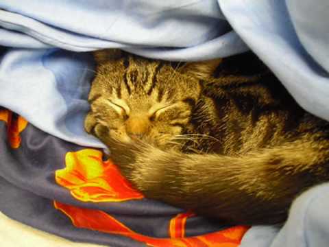 Flocke und Teddy.wmv