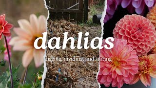 Digging, Dividing, and Storing Dahlia Tubers for Winter Dahlia Tuber Care in the Cut Flower Garden