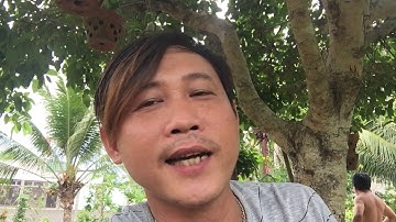 Can Ban Cay Khe Chua( Tot Ty)