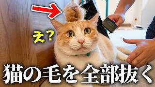 抜け毛がやばすぎる猫たちの毛を”秘密兵器”で全部抜きます。
