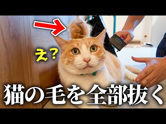 抜け毛がやばすぎる猫たちの毛を”秘密兵器”で全部抜きます。