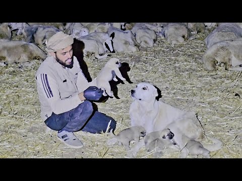 الذيب يأكل نعجة الراعي هجرة راعي غنم إلى نهر