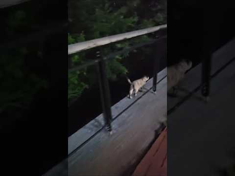 夜晚的貓貓