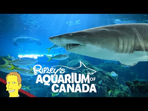Video: Guide till Ripley's Aquarium of Canada