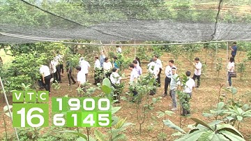 Bảo tồn cây dược liệu trà hoa vàng quý hiếm | VTC16