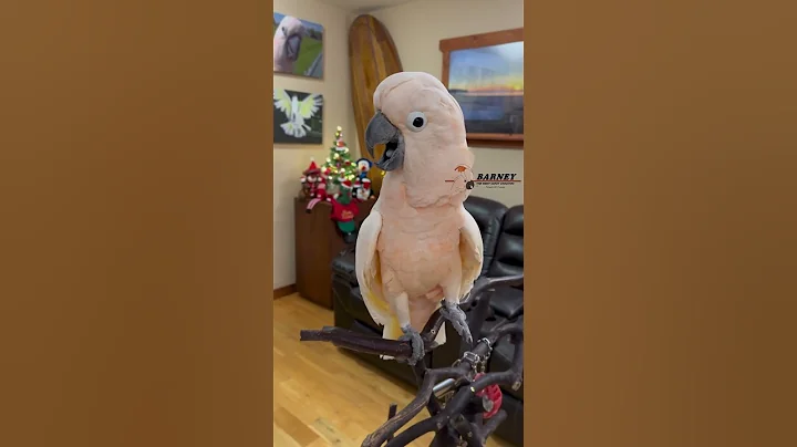 Ha Ha Ha Ha Whoo! 🤣 Subscribe now for daily Barney videos!