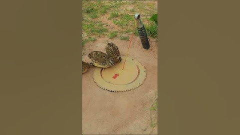 Bird trapping with creativity​ easy - quail trap #shorts #shortvideo #youtubeshorts