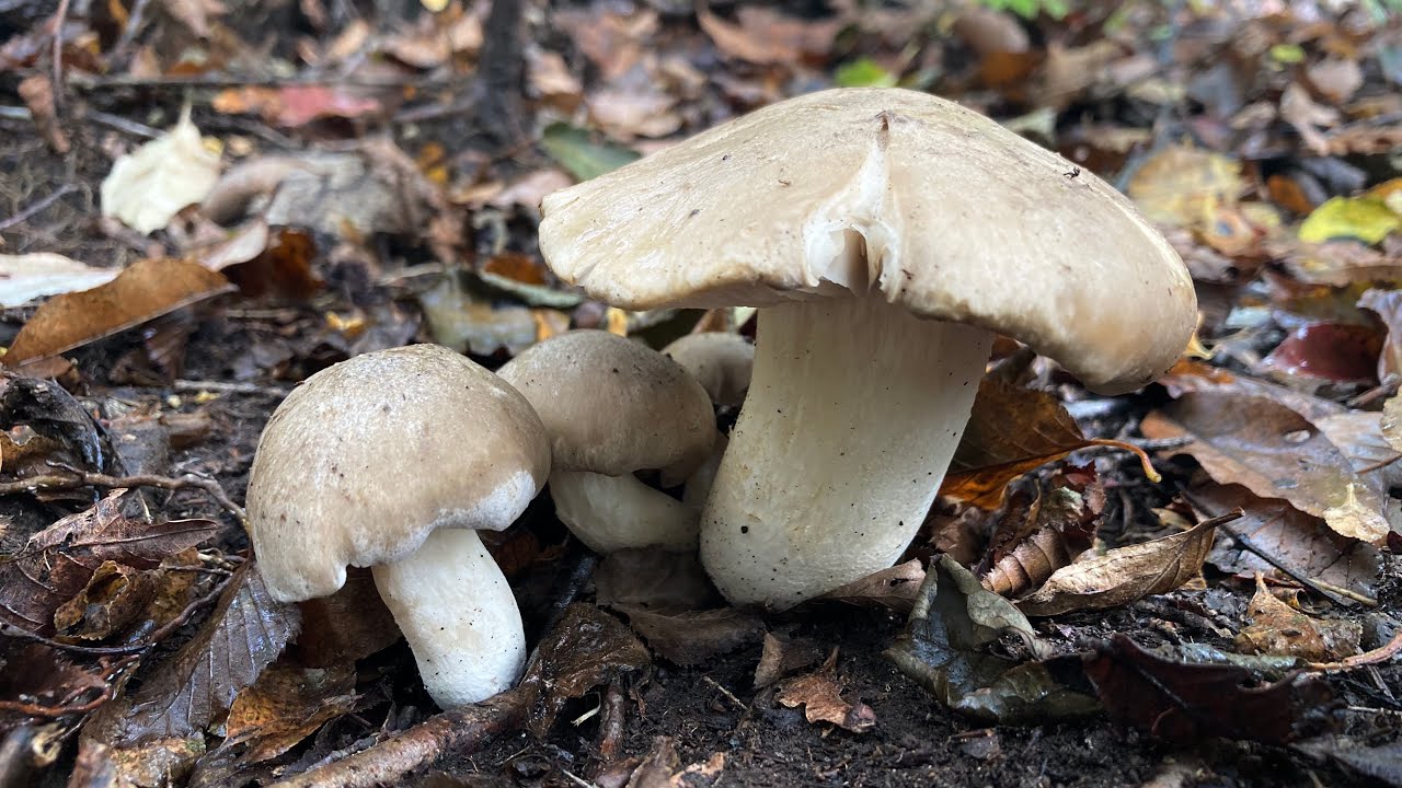 【ホンシメジ】シメジが本気出すとキノコの王様だったんです・・(遠い目)【きのこ狩り・本当のしめじ・天然ナメコ・天然シメジ】
