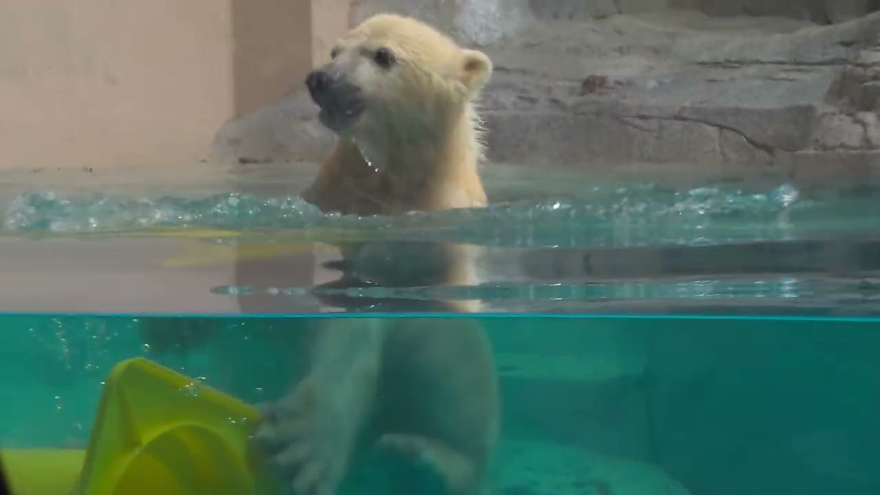モモ太ついに泳ぐ④ モモと豪太の赤ちゃん GAO 男鹿水族館GAO