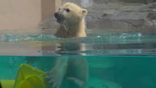 モモ太ついに泳ぐ④ モモと豪太の赤ちゃん GAO 男鹿水族館GAO