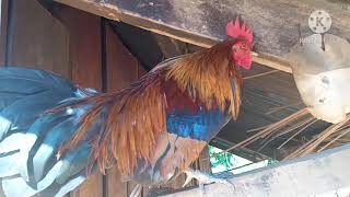 ไก่ต่อสายหมาน qaib dib noob cuab tuaj zoo heev 2021