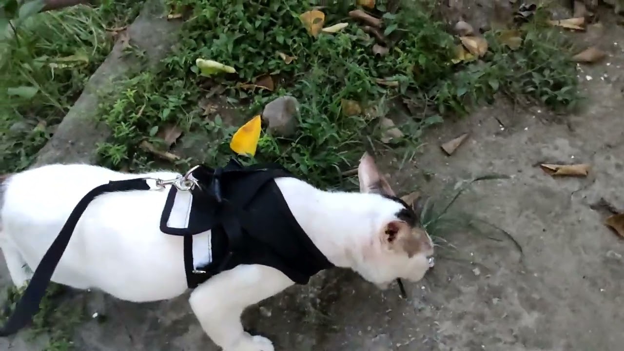 My Cat Is Too Lazy to Go Outside 😹 | Eats Grass, Sits, and Chills