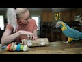 To The Birds Who WON'T Play With TOYS! (The needy, separation-anxiety type!) | Feat. JINXI!