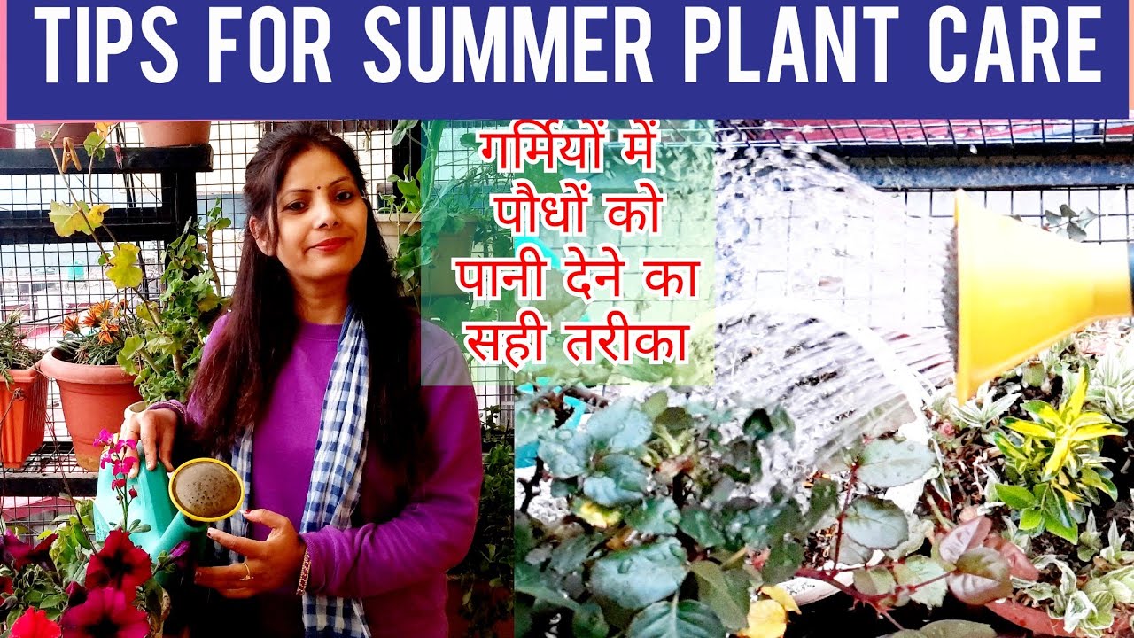 Summer Gardening Tips How to Take Care of your Plant in Summer How