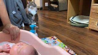 赤ちゃんの入浴タイムが好きすぎる猫達　ノルウェージャンフォレストキャット&ラガマフィン　Cats who like babies in the bath too much