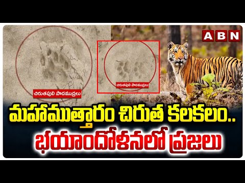 మహాముత్తారం చిరుత కలకలం..భయాందోళనలో ప్రజలు | Tiger Spotted In Mahamuttaram Mandal | ABN - ABNTELUGUTV