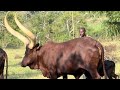 Ankole Pride Amaraka Gazo