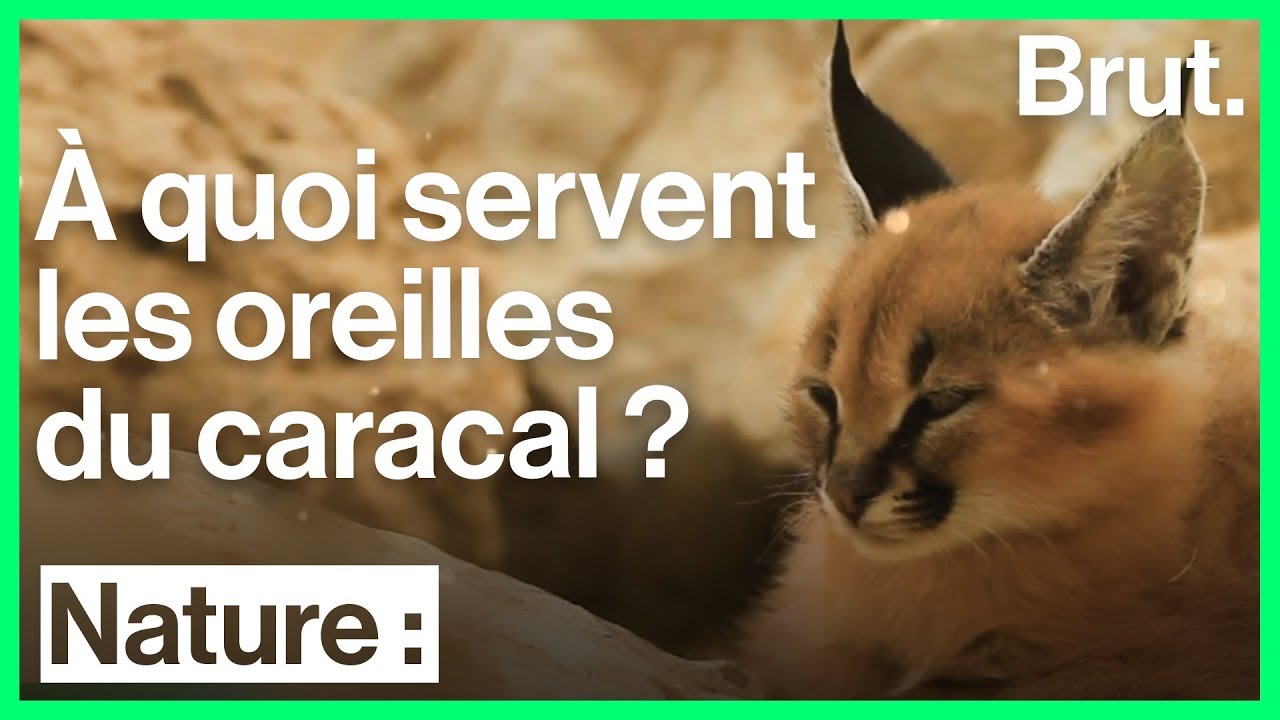 A Quoi Servent Les Oreilles Du Caracal Youtube A Quoi Servent Les Oreilles Du Caracal Youtube