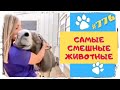 Самые Смешные Животные 2021 😀 Лучшие Приколы с Животными за НЕДЕЛЮ 👍