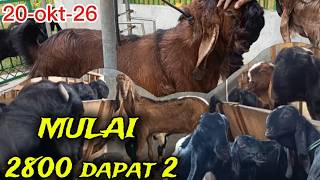 ETAWA GOATS, crazy clearance sale, NEGOTIATE AND DEAL FOR IMMEDIATE SHIPPING, free shipping acros...
