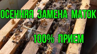 Осенняя замена маток, очень просто, 100% прием повышение рентабельности