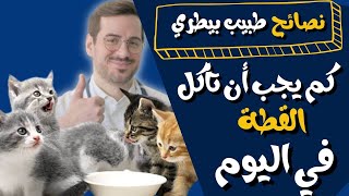 كم وجبة يجب أن تأكل القطة في اليوم؟🐱تغذية القطط الصحية والمثلى