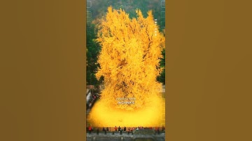 1400 jaar oude ginkgoboom, een natuurwonder in China. #Ginkgoboom #Natuurwonder #Maidenhairboom