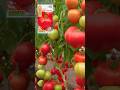 Высокоурожайный гибрид! Сахарные на разломе биф-томаты весом до 600 гр! #дача #сад #огород #семена